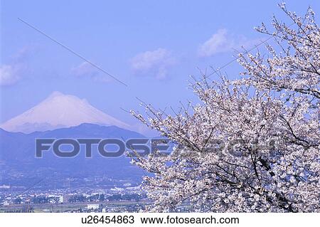 Stock Image - Cherry blossom and Mt. Fuji, Kanagawa Prefecture, Honshu, Japan. Fotosearch