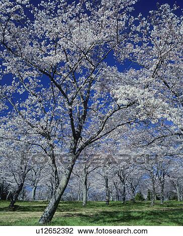 Stock Image - Cherry Blossom Trees. Fotosearch