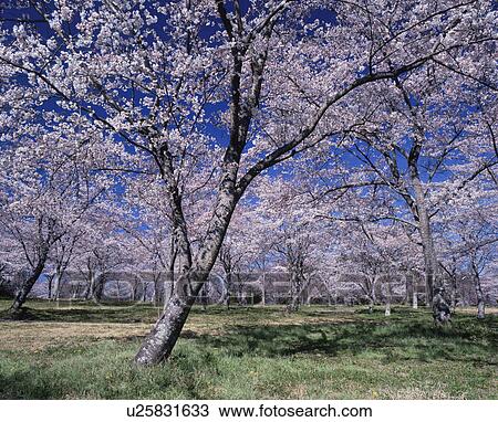 Cherry Blossom Trees View Large Photo Image Stock Image - Cherry Blossom Trees. Fotosearch