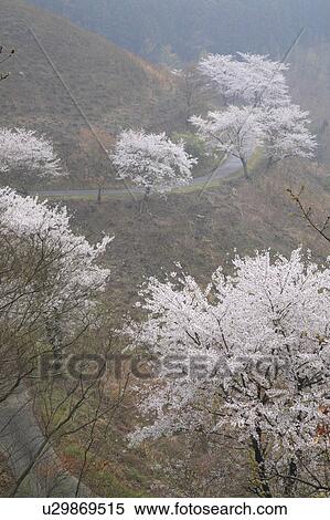 Stock Photography - Cherry Blossom Trees. Fotosearch