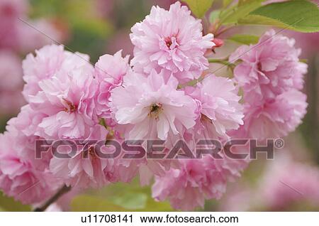 Cherry Blossoms View Large Photo Image Stock Image - Cherry Blossoms. Fotosearch