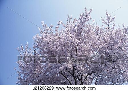 Cherry blossoms View Large Photo Image Stock Photo - Cherry blossoms. Fotosearch
