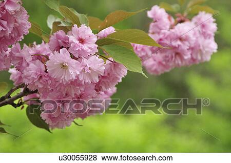 Cherry Blossoms View Large Photo Image Stock Photo - Cherry Blossoms. Fotosearch