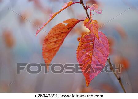 Stock Image - Cherry tree in autumn, Hokkaido Prefecture, Japan. Fotosearch