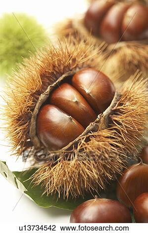 Chestnuts View Large Photo Image Stock Image - Chestnuts. Fotosearch