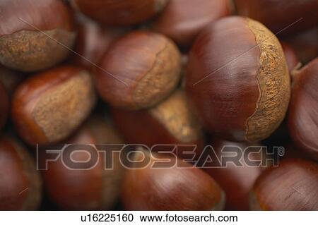 Chestnuts View Large Photo Image Stock Image - Chestnuts. Fotosearch