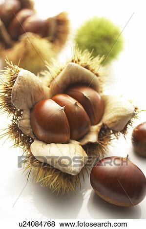 Stock Photo - Chestnuts. Fotosearch