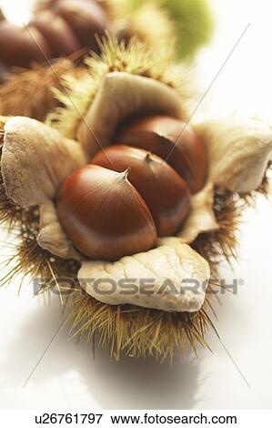 Stock Photo - Chestnuts. Fotosearch