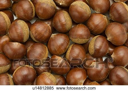 Chestnuts View Large Photo Image Stock Photography - Chestnuts. Fotosearch