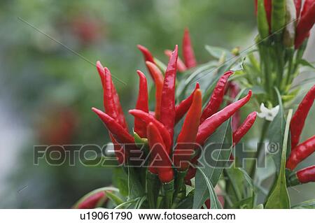 Chili peppers, close-up, Nara Prefecture, Honshu, Japan View Large Photo Image Stock Image - Chili peppers, close-up, Nara Prefecture, Honshu, Japan. Fotosearch