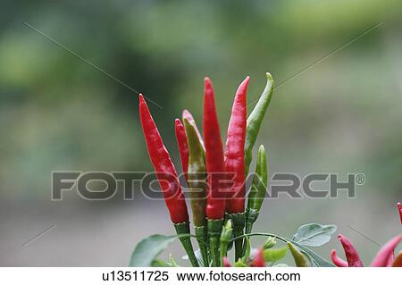 Stock Photography - Chili peppers, close-up, Nara Prefecture, Honshu, Japan. Fotosearch