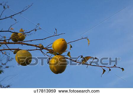 Chinese quince View Large Photo Image Stock Photo - Chinese quince. Fotosearch