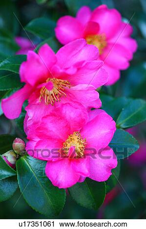 Stock Image - Christmas Camelia Flower. Fotosearch