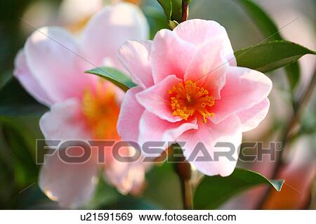 Christmas Camelia Flowers View Large Photo Image Stock Photo - Christmas Camelia Flowers. Fotosearch
