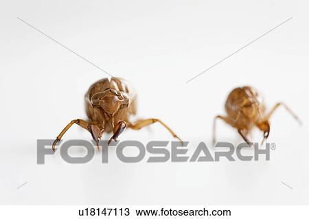 Stock Image - Cicada Exoskeletons. Fotosearch