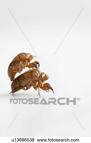 Stock Photo - Cicada Exoskeletons. Fotosearch