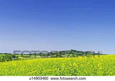 Clear Sky Over Mustard Field View Large Photo Image Stock Image - Clear Sky Over Mustard Field. Fotosearch