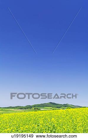 Stock Photo - Clear Sky Over Mustard Field. Fotosearch