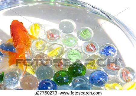 Stock Image - Close up of goldfish swimming in fishbowl. Fotosearch
