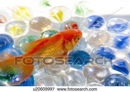 Close up of goldfish swimming in fishbowl View Large Photo Image Stock Photo - Close up of goldfish swimming in fishbowl. Fotosearch