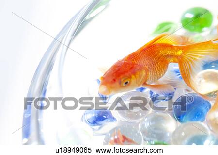 Close up of goldfish swimming in fishbowl View Large Photo Image Stock Photography - Close up of goldfish swimming in fishbowl. Fotosearch