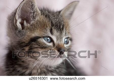 Stock Image - Close Up of Kitten. Fotosearch