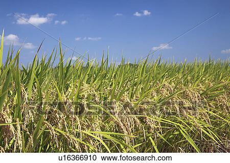 Close-up of rice crop, Nara Prefecture, Honshu, Japan View Large Photo Image Stock Image - Close-up of rice crop, Nara Prefecture, Honshu, Japan. Fotosearch