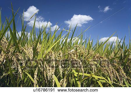Close-up of rice crop, Nara Prefecture, Honshu, Japan View Large Photo Image Stock Image - Close-up of rice crop, Nara Prefecture, Honshu, Japan. Fotosearch
