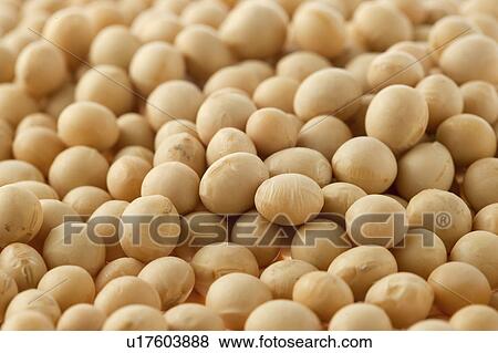 Stock Photo - Close-up of soybeans. Fotosearch