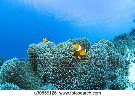 Clownfish in Coral Reef View Large Photo Image Stock Photograph - Clownfish in Coral Reef. Fotosearch