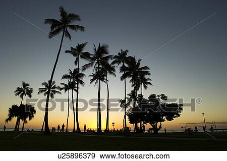 Stock Photo - Coconut Palm Trees in Sunset. Fotosearch