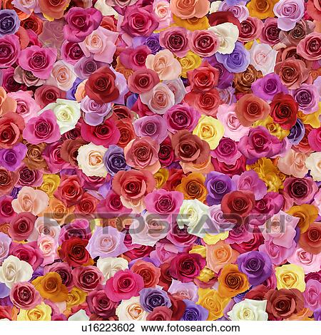 Colorful Roses View Large Photo Image Stock Image - Colorful Roses. Fotosearch