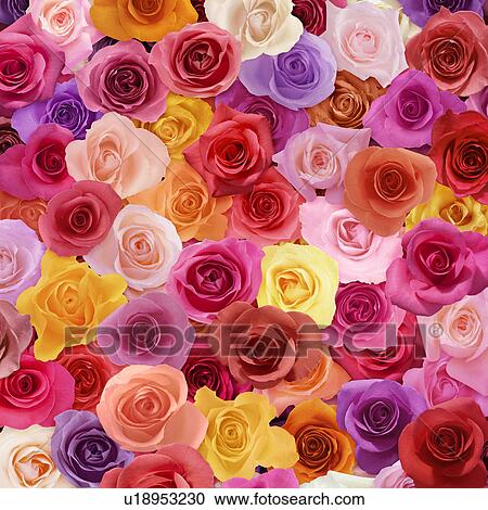 Stock Image - Colorful Roses. Fotosearch