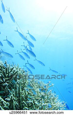 Coral and Gold-band Fusilier View Large Photo Image Stock Image - Coral and Gold-band Fusilier. Fotosearch