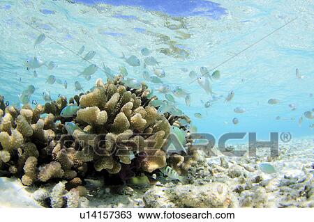 Stock Image - Coral and Pearl-spot Chromis Fish. Fotosearch