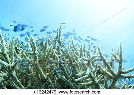 Stock Photo - Coral and small fish. Fotosearch