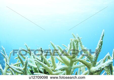 Coral Underwater View Large Photo Image Stock Photo - Coral Underwater. Fotosearch