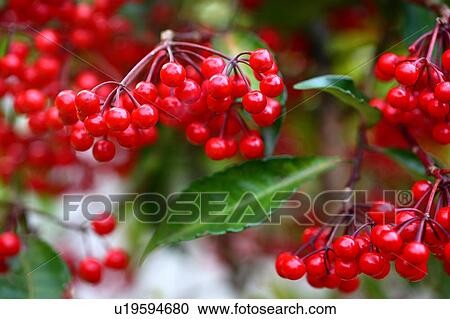 Stock Image - Coralberry. Fotosearch