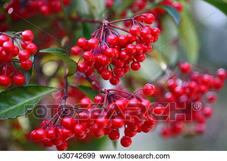 Stock Photo - Coralberry. Fotosearch