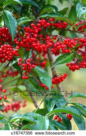 Stock Photograph - Coralberry. Fotosearch