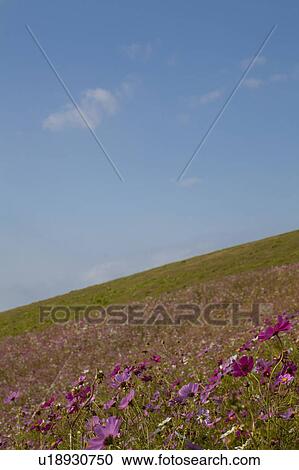 Stock Image - Cosmos Flower. Fotosearch