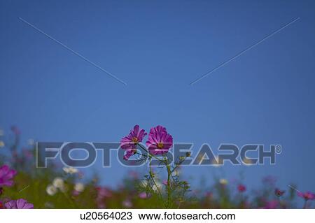 Stock Image - Cosmos Flower. Fotosearch