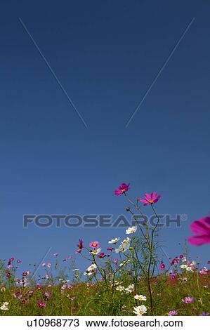 Stock Image - Cosmos Flowers. Fotosearch