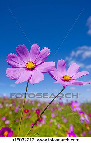 Stock Image - Cosmos flowers. Fotosearch