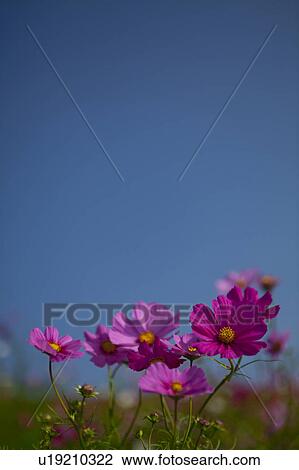 Stock Image - Cosmos Flowers. Fotosearch