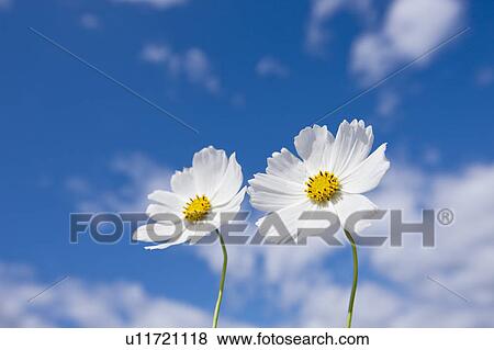 Cosmos flowers View Large Photo Image Stock Photo - Cosmos flowers. Fotosearch