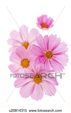 Stock Photography - Cosmos flowers. Fotosearch