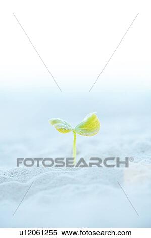 Stock Photography - Cotyledon in Sand. Fotosearch