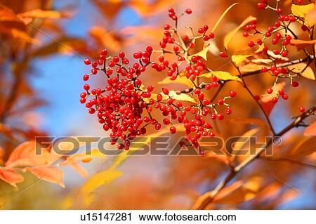 Stock Image - Cranberry Tree. Fotosearch