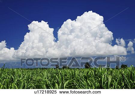 Stock Photography - Cumulus Clouds Over Sugarcane Field. Fotosearch